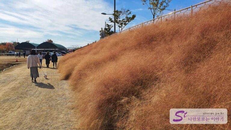 [양주] 도심과 어우러져 더욱 멋진 핑크뮬리 맞집 양주나리공원