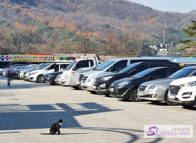 [포천] 억새축제가 지나고 조용하게 즐기는 명성산 억새밭