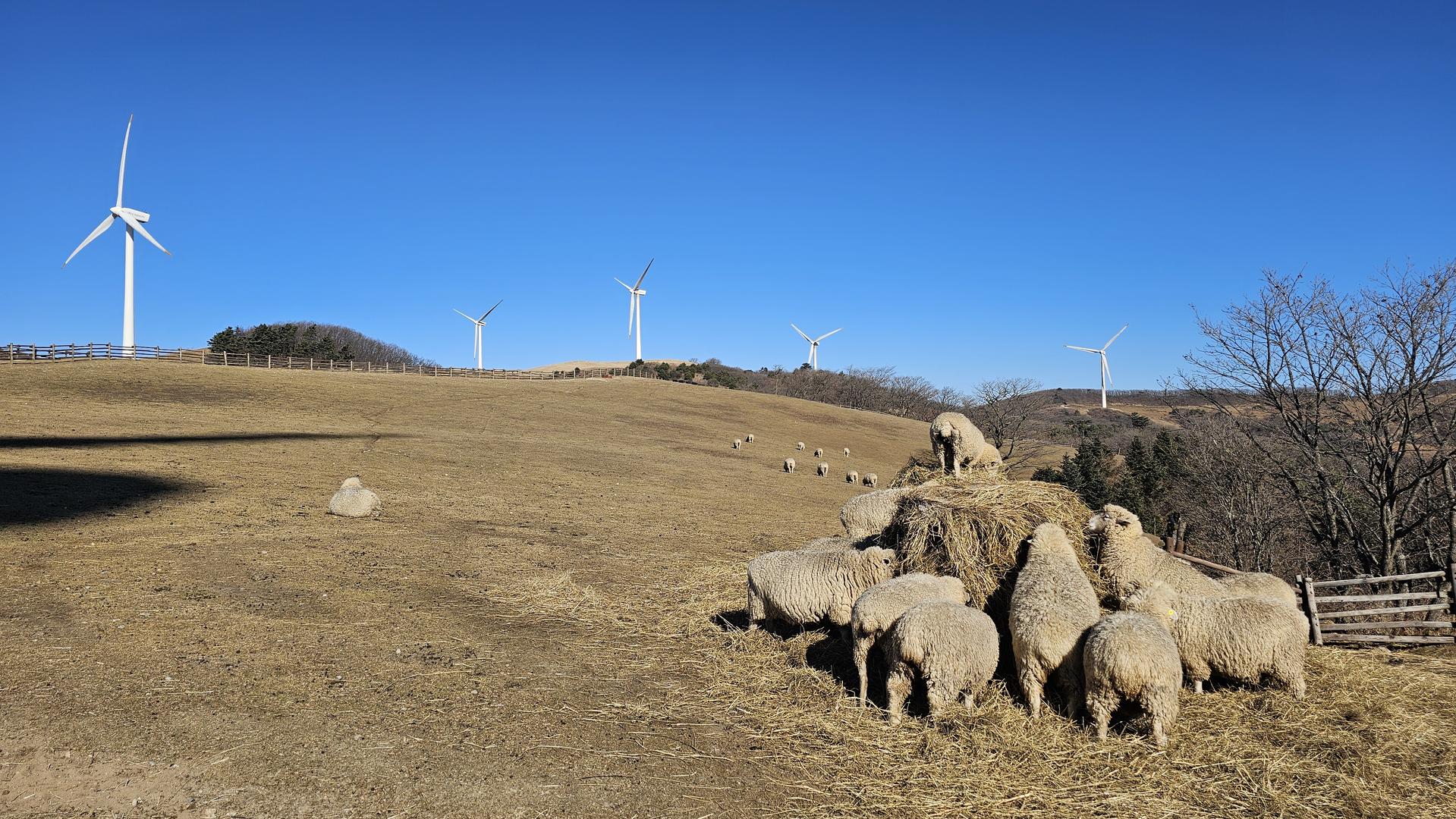 대관령 풍력발전기 아래에서 평화롭게 건초를 먹고 있는 양떼들