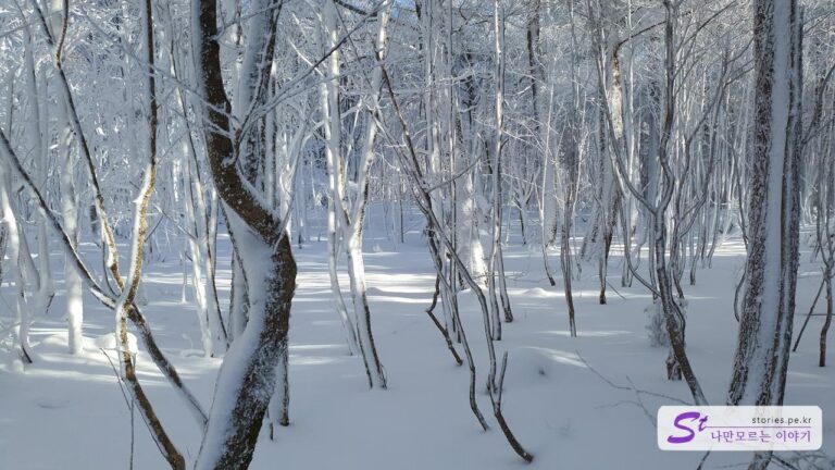 [제주]한라산 서쪽 1100고지 습지 방문기